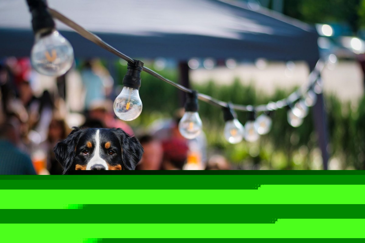 Grab The Leash! Northern Colorado Businesses That Welcome Dogs