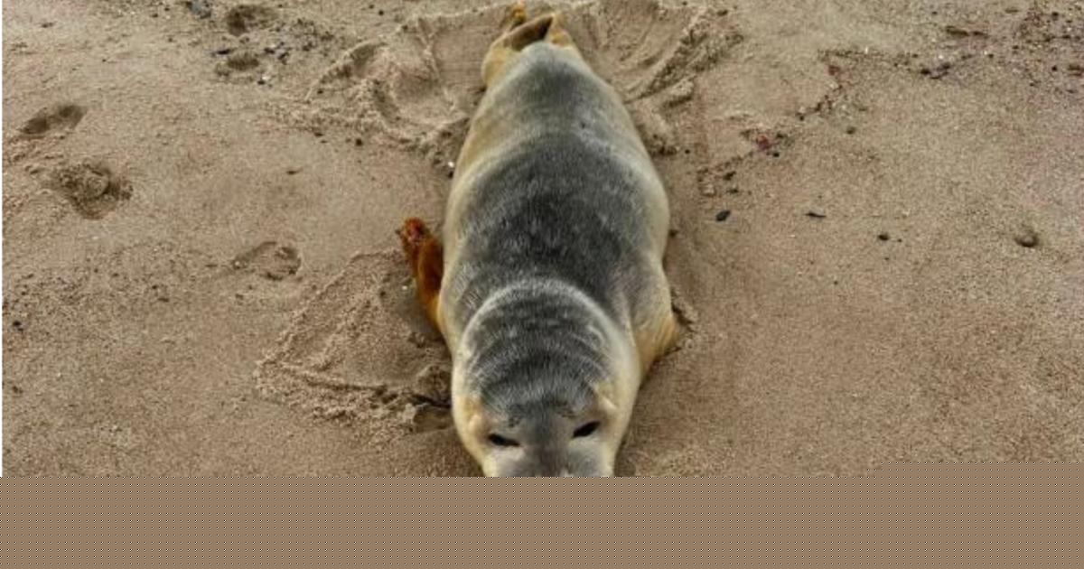 Charity takes action after ‘relentless’ seal disturbance by beachgoers