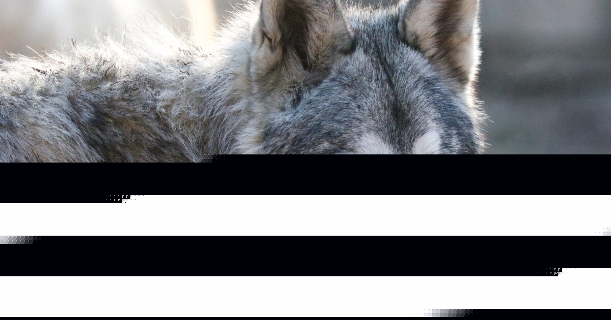 A glimpse of the future of Texas wolves in a Navasota sanctuary