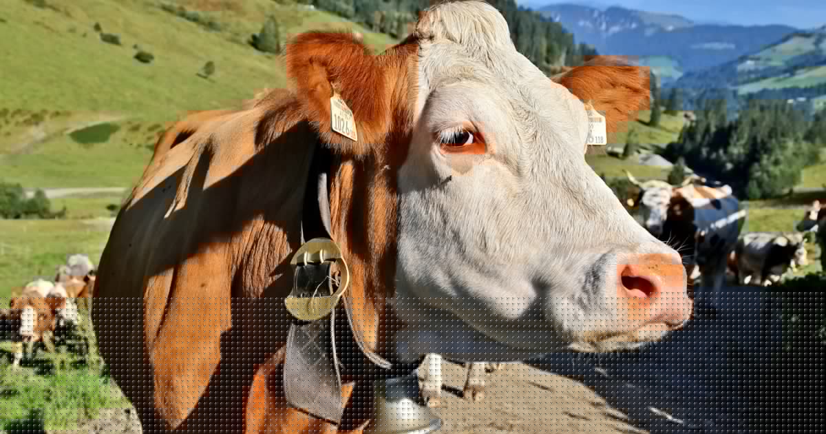 Gelsen als Überträger - Mysteriöses Rindervirus in Süddeutschland entdeckt