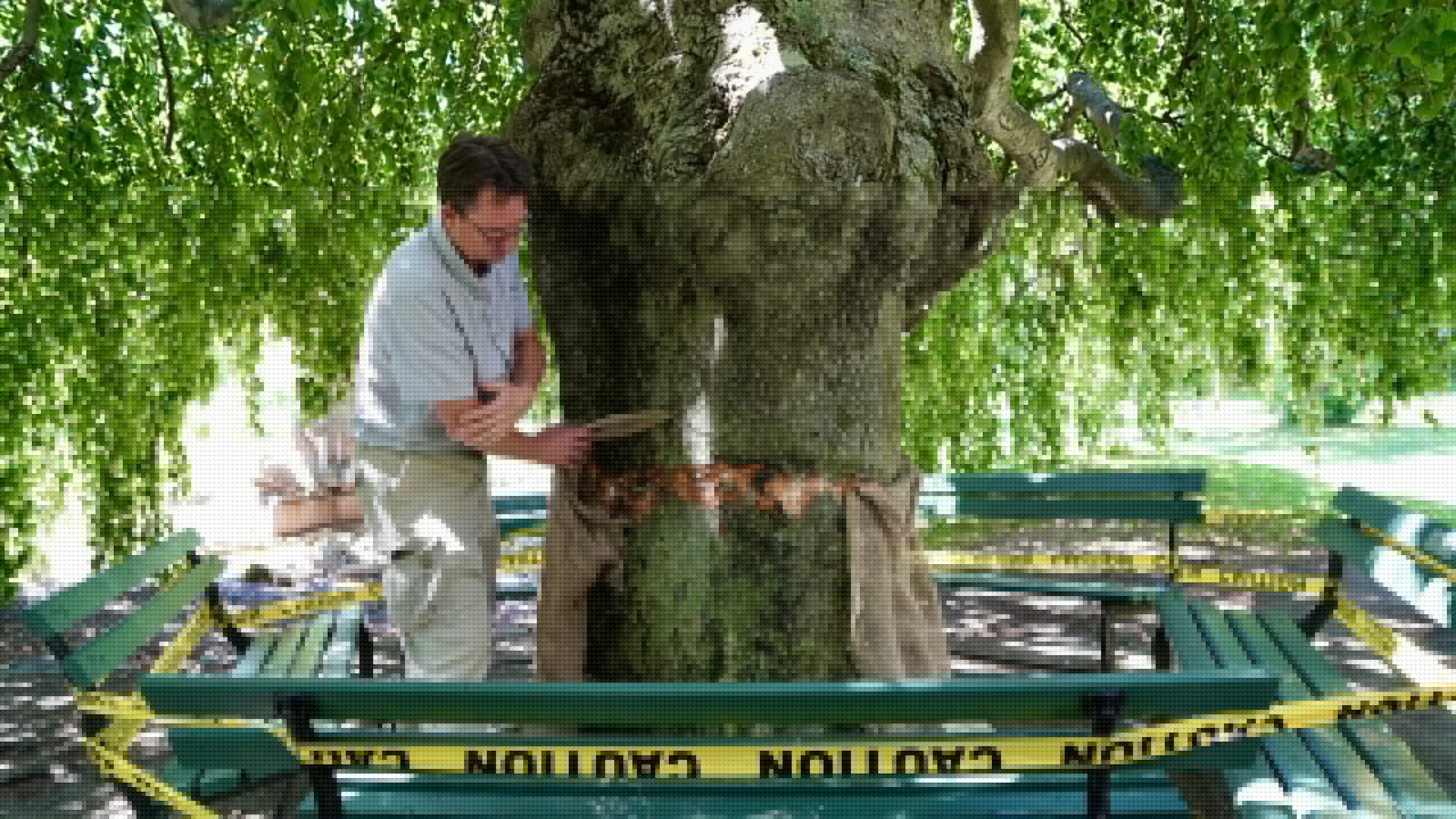 Comment on After Public Gardens attack, the effort is on to save “irreplaceable” trees by Ron Fischer