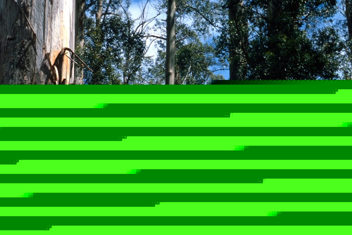 Abandoned Study of Australian Ash Trees Challenges Case for Clearcutting