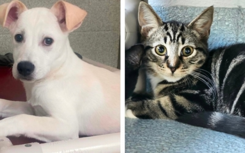 Foothills Humane Society joins national adoption campaign
