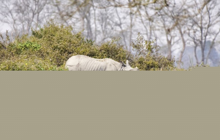 Eco-sensitive zone around Kaziranga to remain in place till further notice: Himanta Sarma