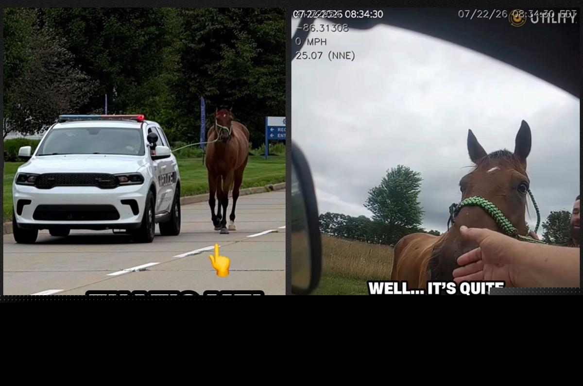 Indiana Horse’s Great Escape Ends With an Unexpected Police Escort