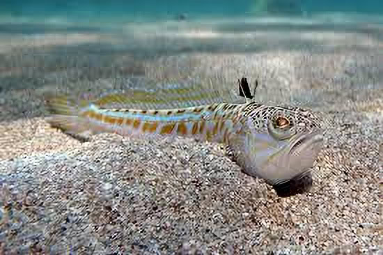 Swimmers Warned About Venomous Fish Lurking in Greek Waters