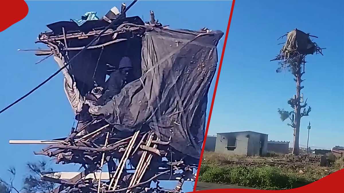 Video of man living atop tree sparks concern and calls for rescue: "Huku ni wapi?"
