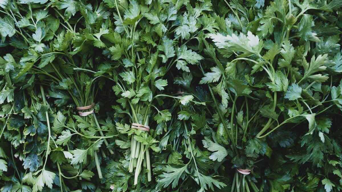 If you needed another reason to avoid cilantro, North Carolina health officials have a pretty good one [Sick]