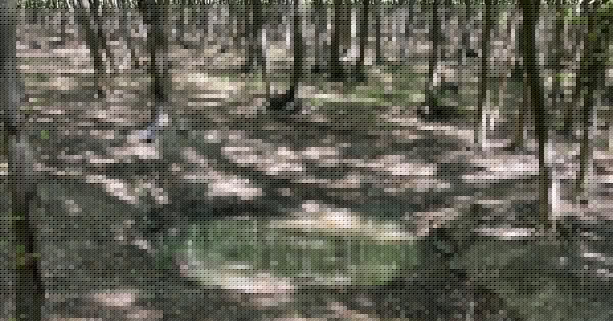 Große Hitze - Wild wird jetzt mit Wasserquellen gerettet