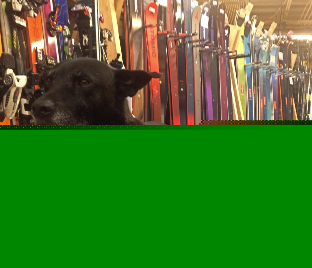 Dogs - Customer service rep