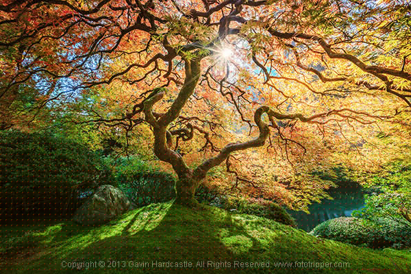 8 Tips for Beautiful Tree Photography