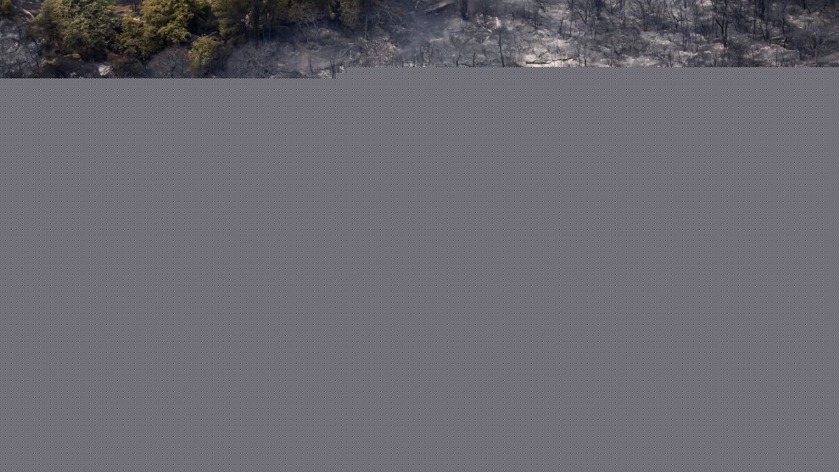 Limburg wildfire wiped out rare juniper shrubland