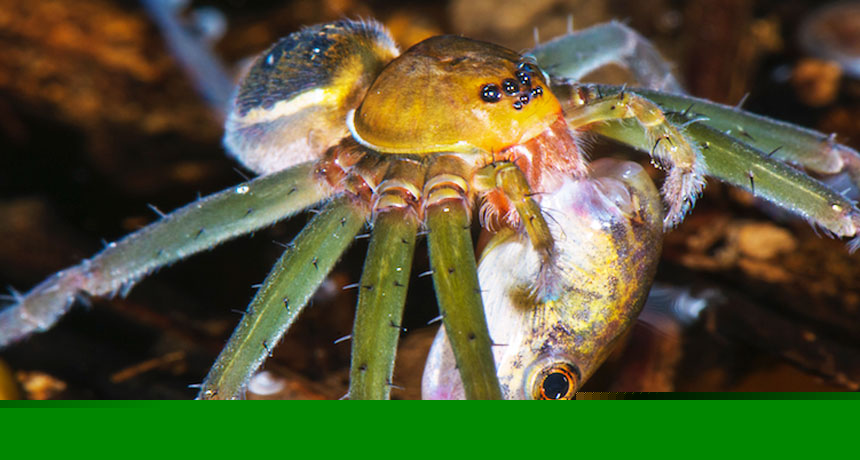 Comment on What spiders eating weird stuff tell us about complex Amazon food webs by Păianjen | Enciclopedie.info
