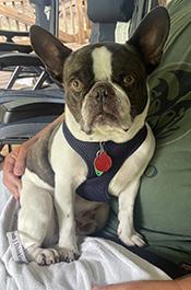 Nurse Cops Plea In Dog Abandonment