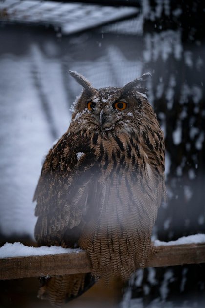 Central Bell County Firefighters Answer an Icy “Hoot” for Help