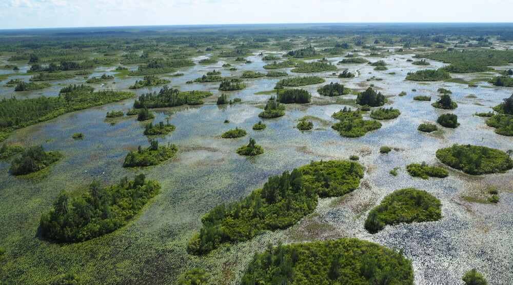 Okefenokee Swamp Clinches World Heritage Status, Joining Ranks of Top Natural Wonders