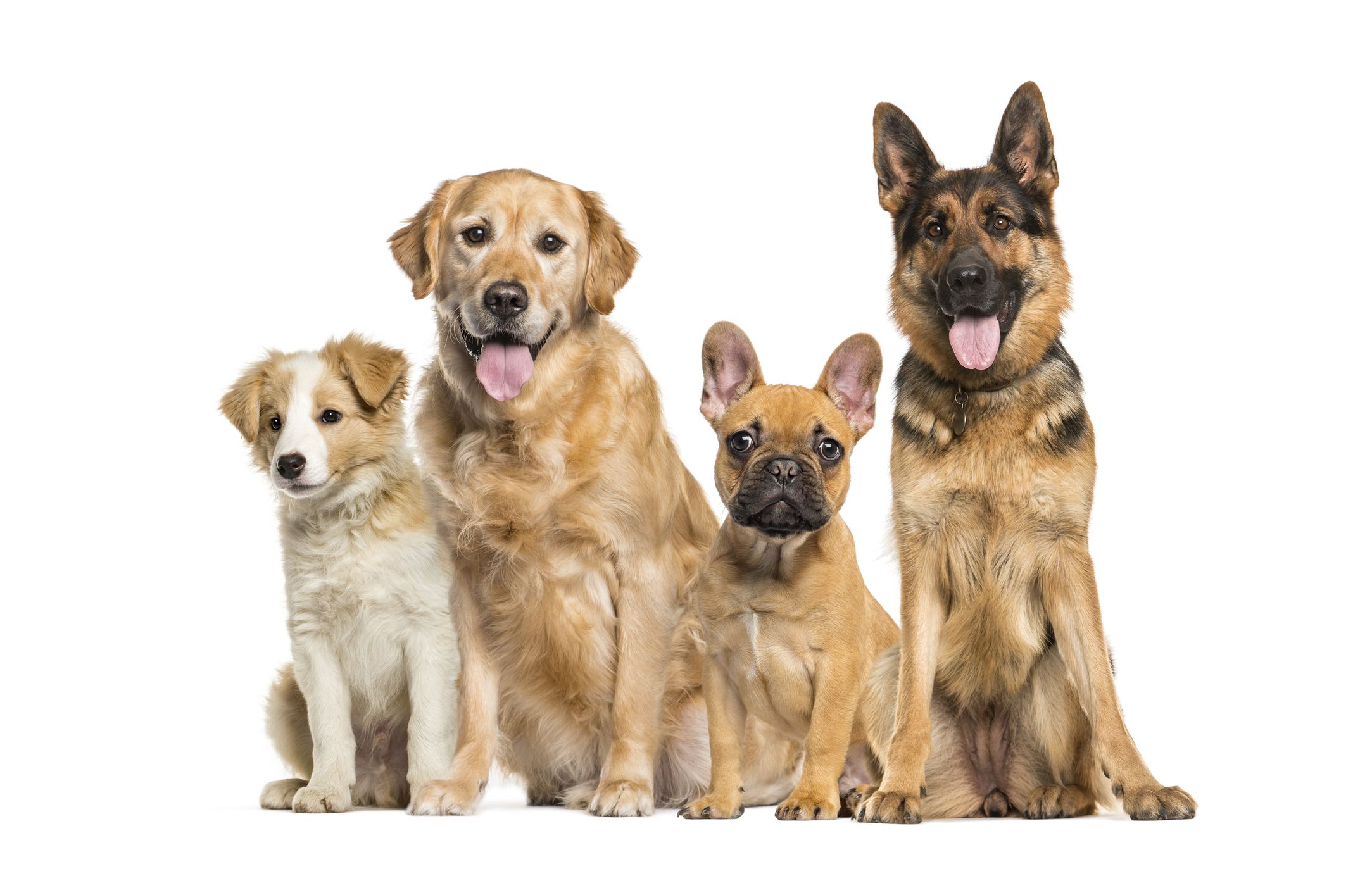 Ascension’s shelter animals are getting an upgrade