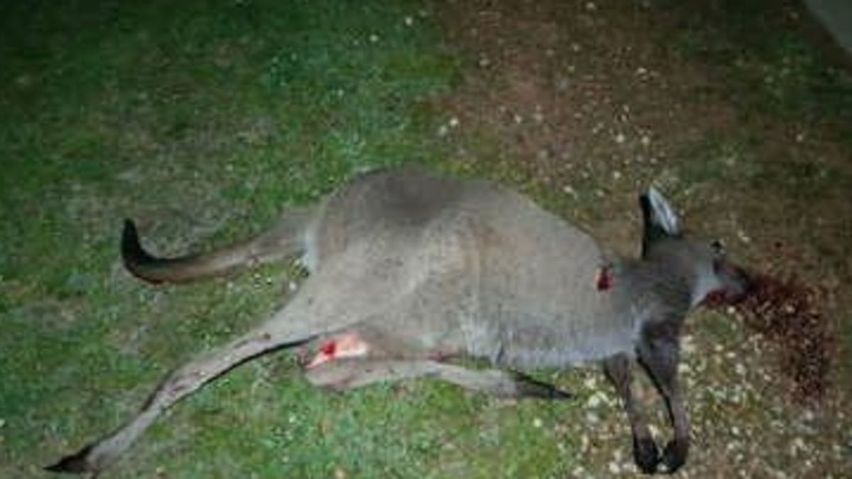 Fears raised after kangaroo deaths