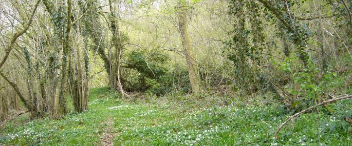 Poors Wood nature reserve transformed