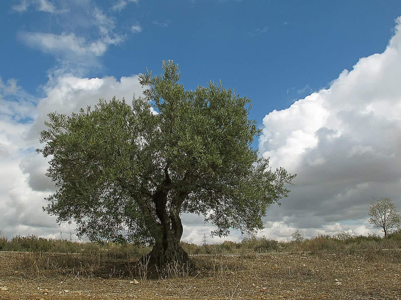 Plantación de olivos en los centros educativos para conmemorar el Día Escolar de la No Violencia y la Paz