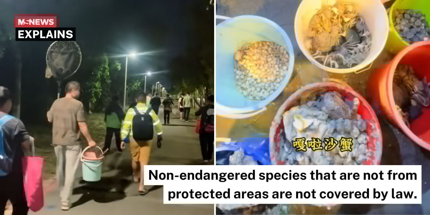 What the Changi Beach foraging controversy tells us about S’pore’s marine laws