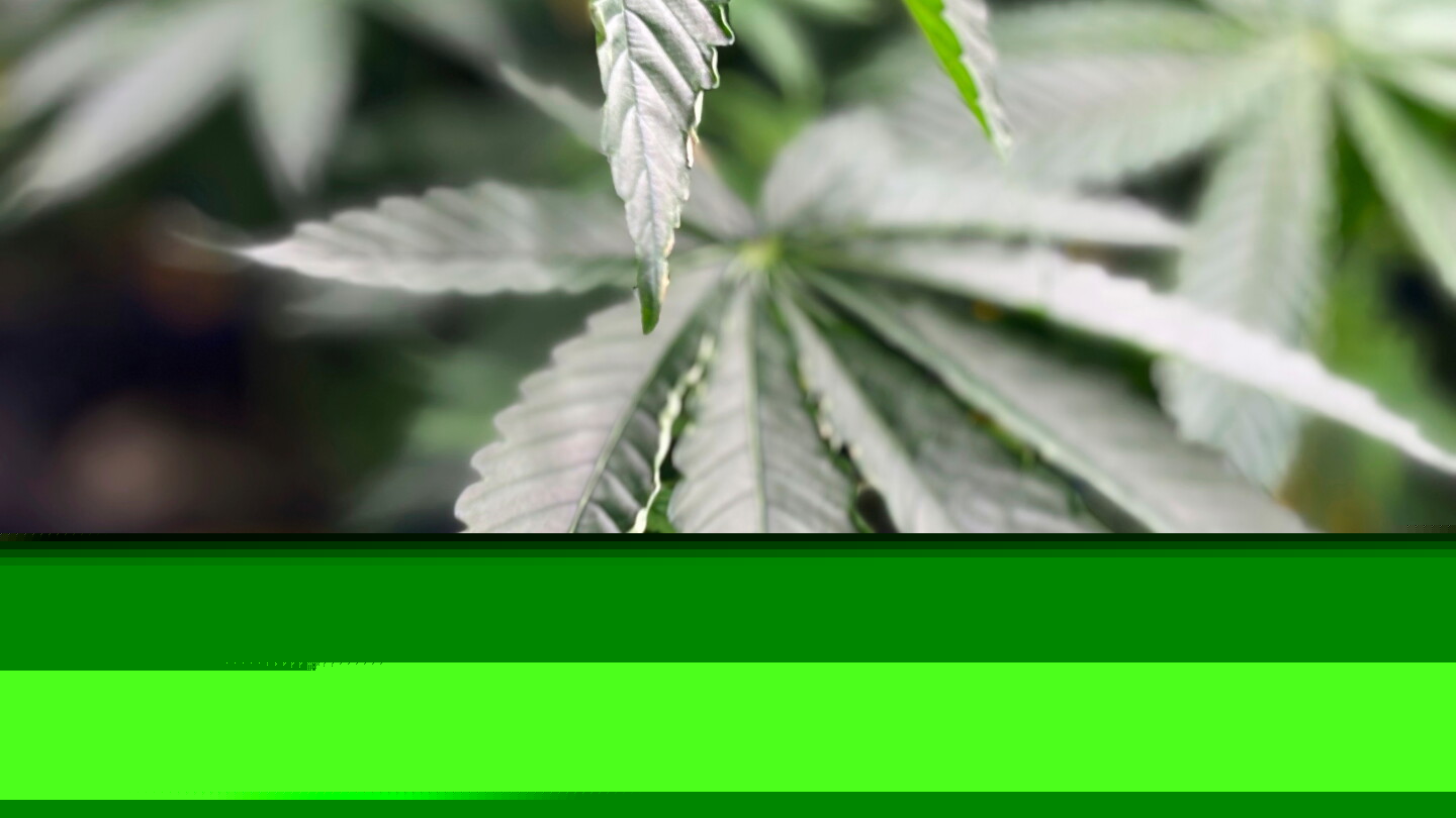 Fired Fla. FF/paramedic plans appeal to state Supreme Court in medical marijuana case