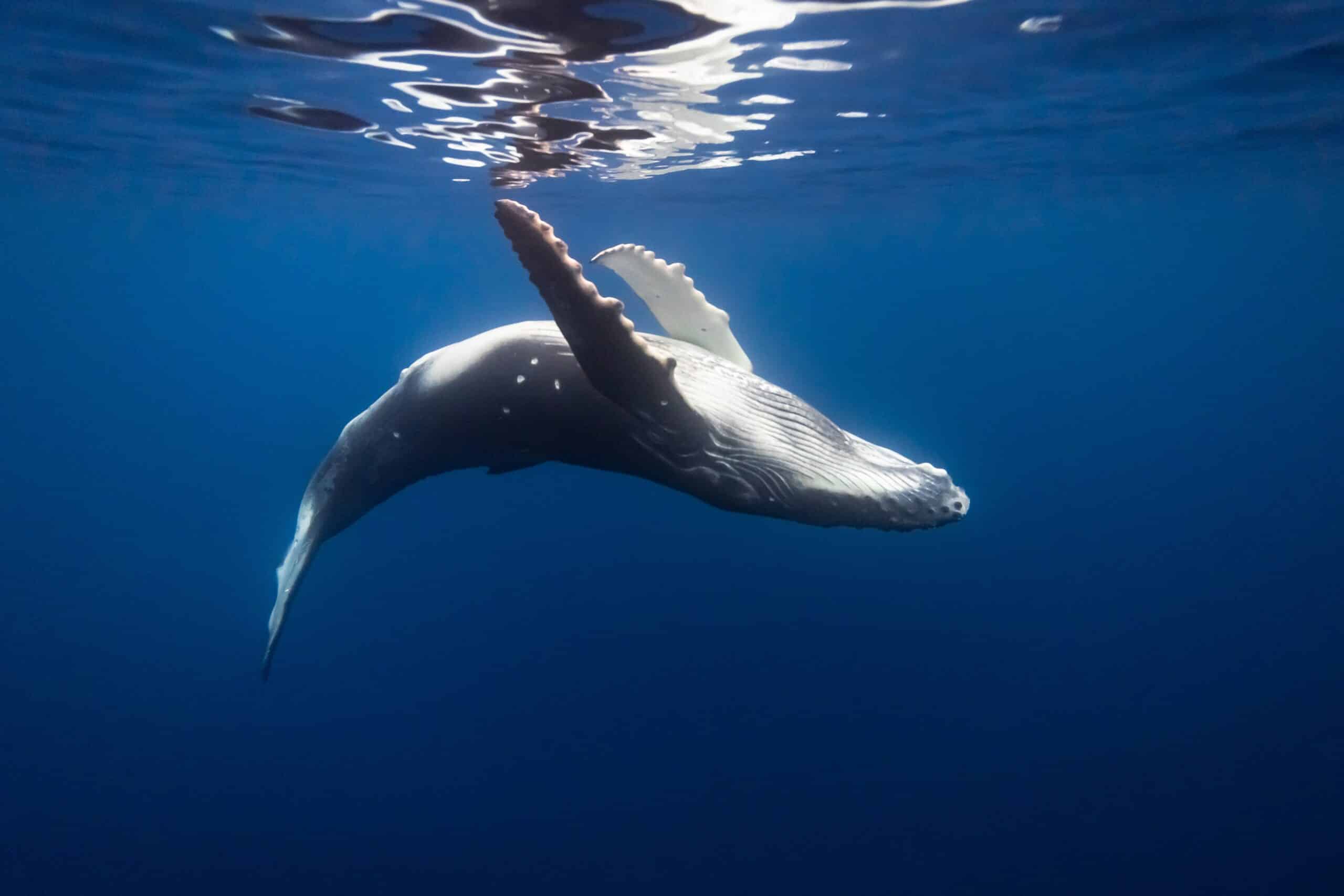Lawsuit Launched to Protect Whales in California From Ship Strikes