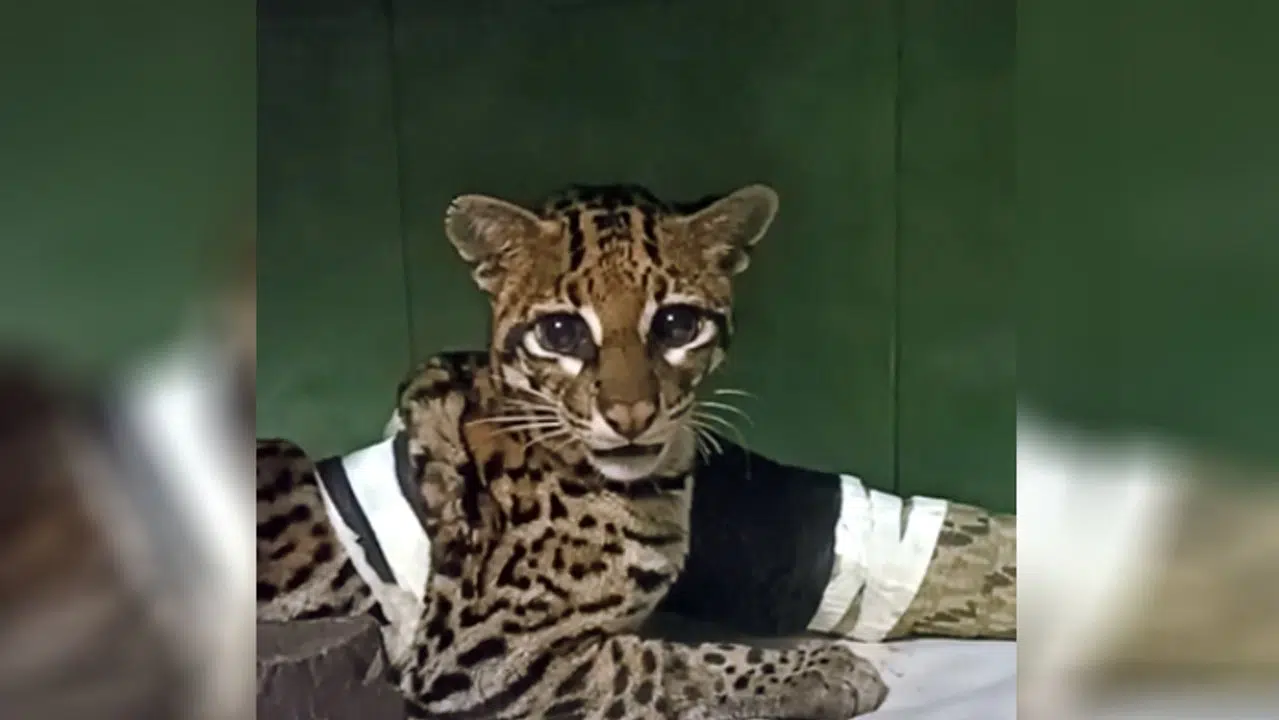 Misiones: liberaron a una ocelote rehabilitado tras haber sido atropellado en el Parque Nacional Iguazú