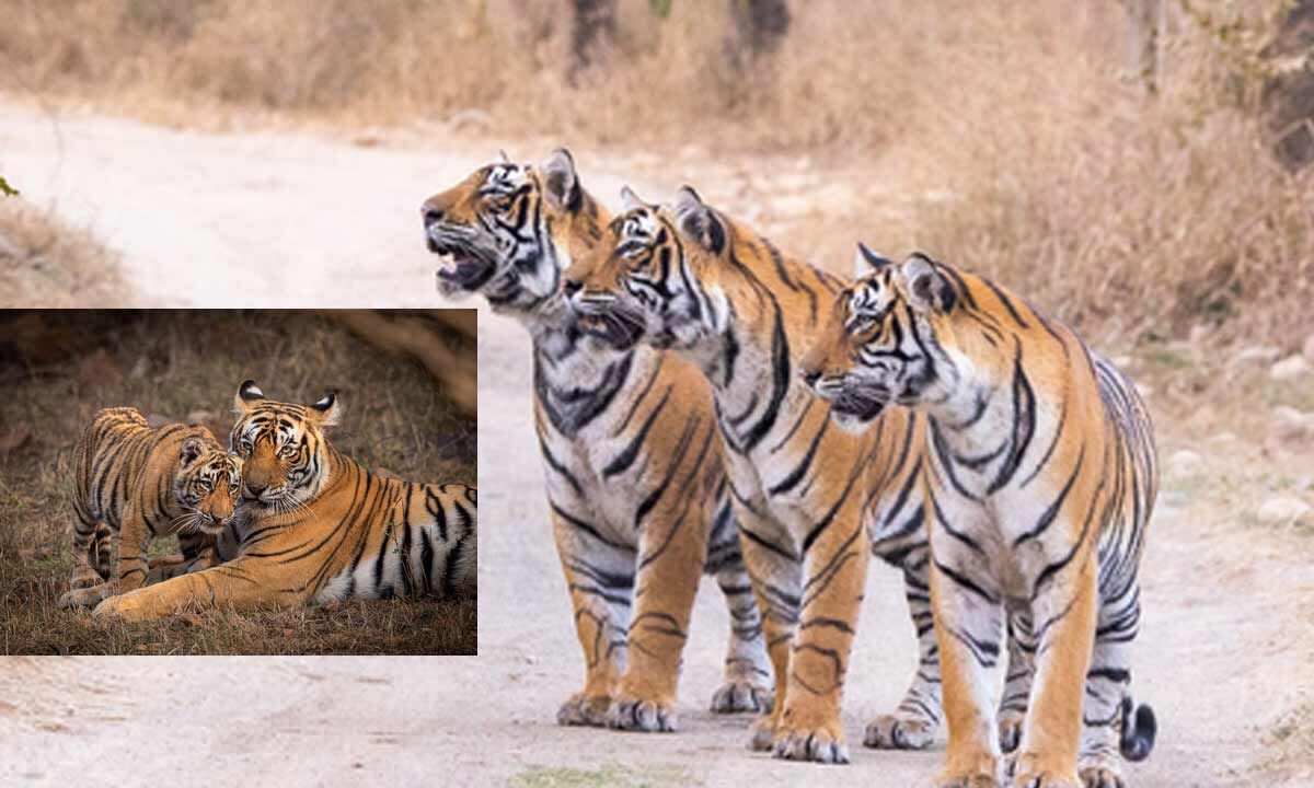India proud to have nearly 70 pc of world's tiger population: PM Modi on Global Tiger Day