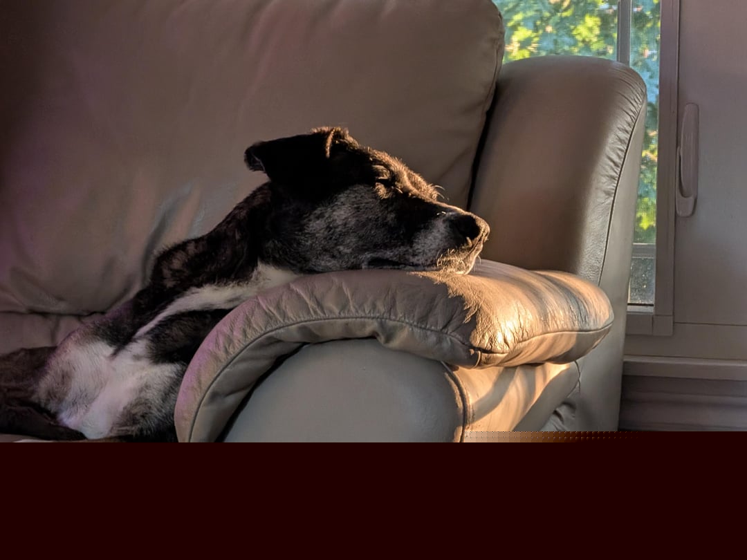 Accidental Renaissance - Afternoon nap