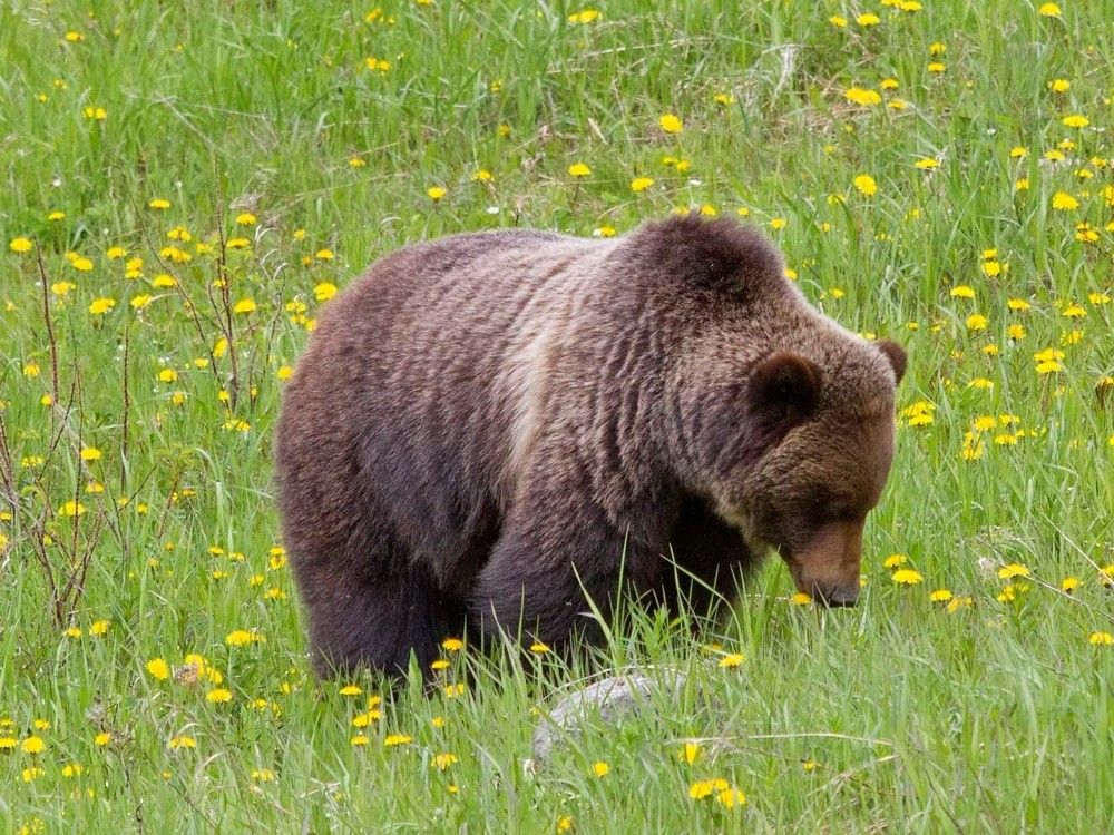 Warning issued over grizzly with jaw deformity in Banff National Park after interactions with visitors