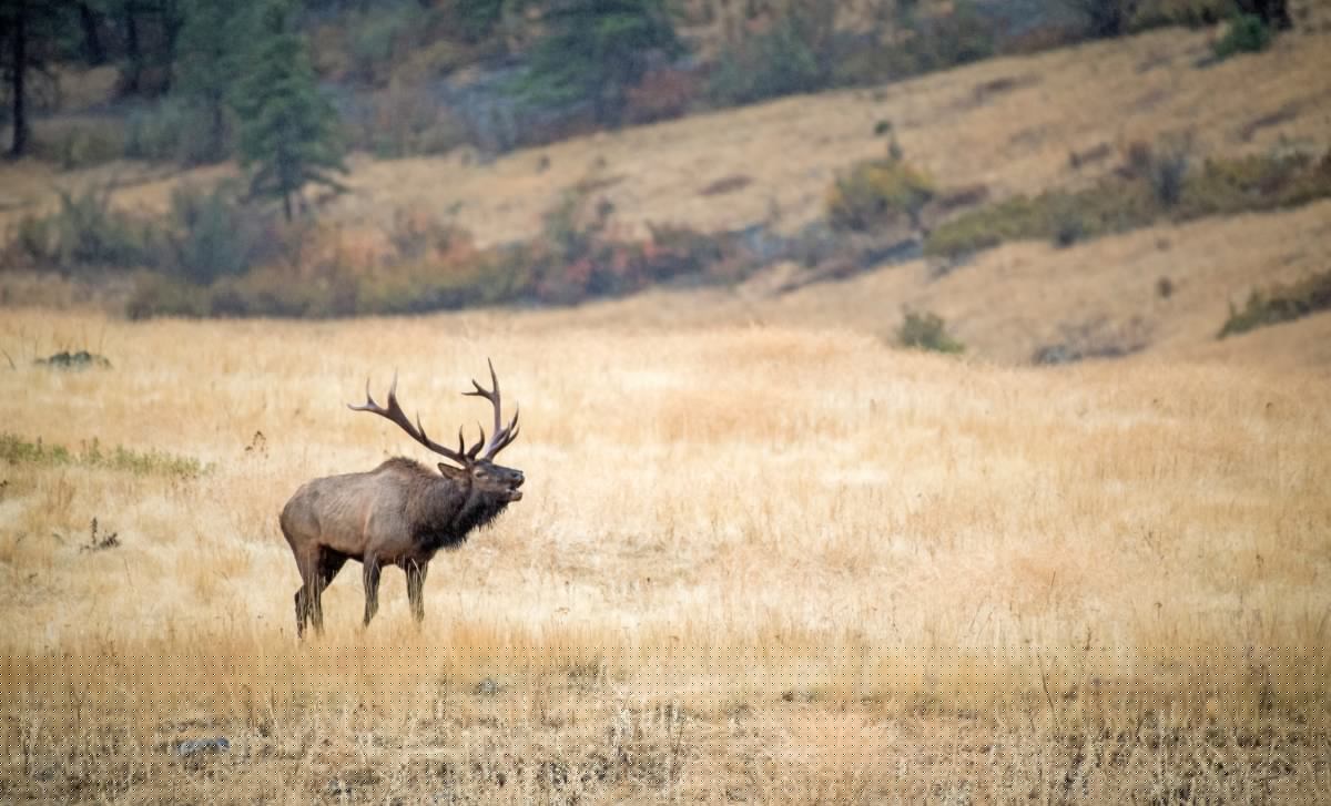How to Call Elk: Tactics for the Modern Era of Elk Hunting