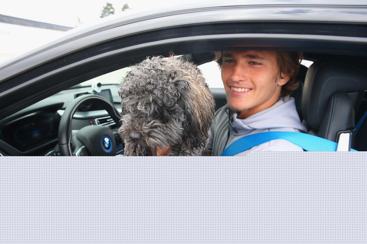 Is It Illegal To Drive With A Dog In Your Lap In Colorado?