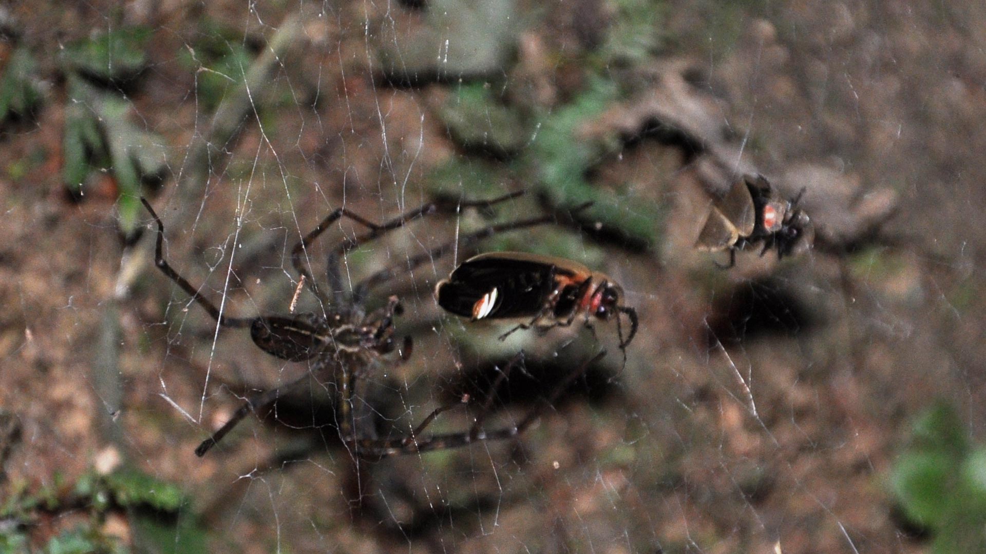 Spiders Hijack Firefly Glow to Build Deadly Traps