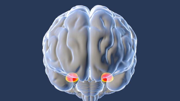 Why Your Brain Overreacts To Fear - And How To Fix It