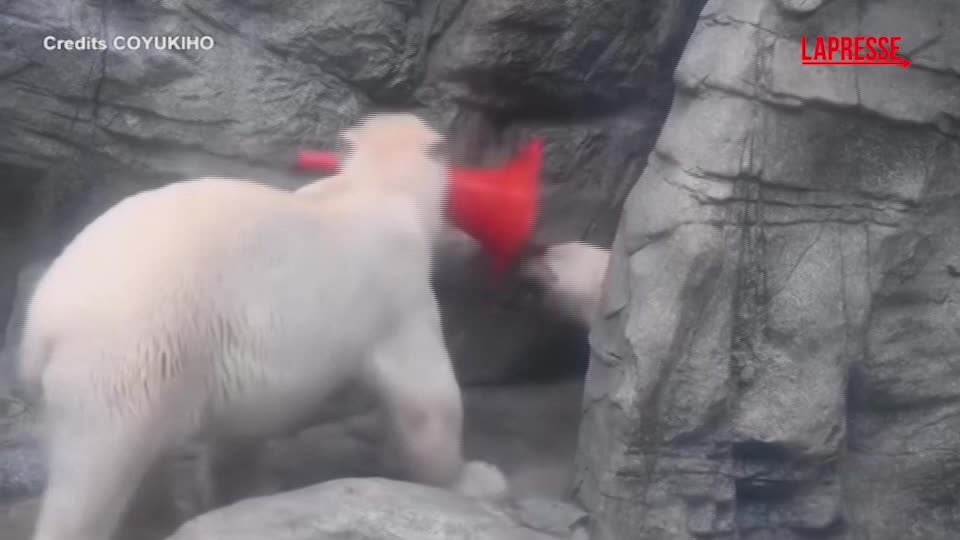 Giappone, un cucciolo di orso polare diventa virale per la sua passione per i coni stradali