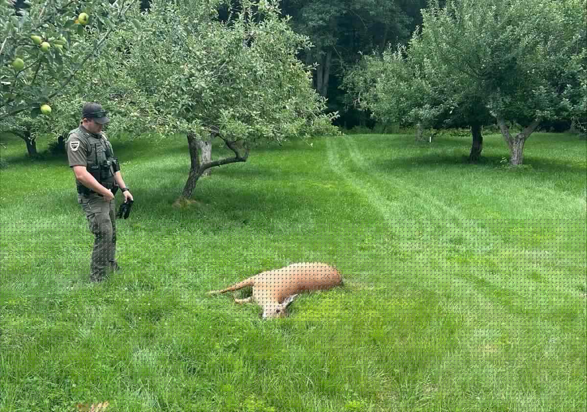 A poacher killed a doe and left her body to rot in a Maine apple orchard