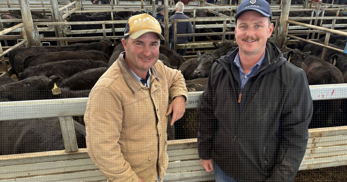 Leongatha prices soften as parts of South Gippsland receive three inches of rain