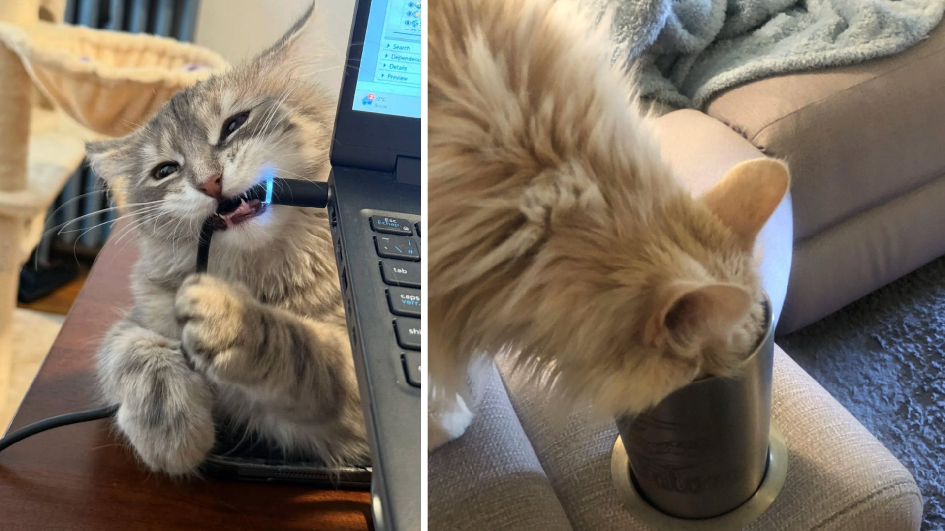 Curious Cats Who Treated Every "Don't Touch That" Like a Challenge