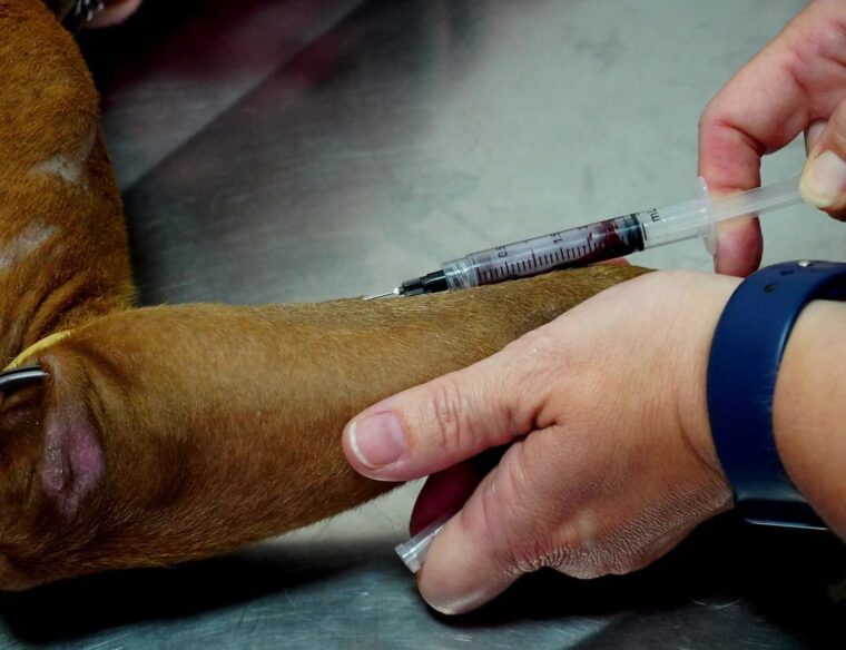 São Sebastião realiza coleta de sangue para check-up de rotina em pets disponíveis para adoção responsável no CCZ