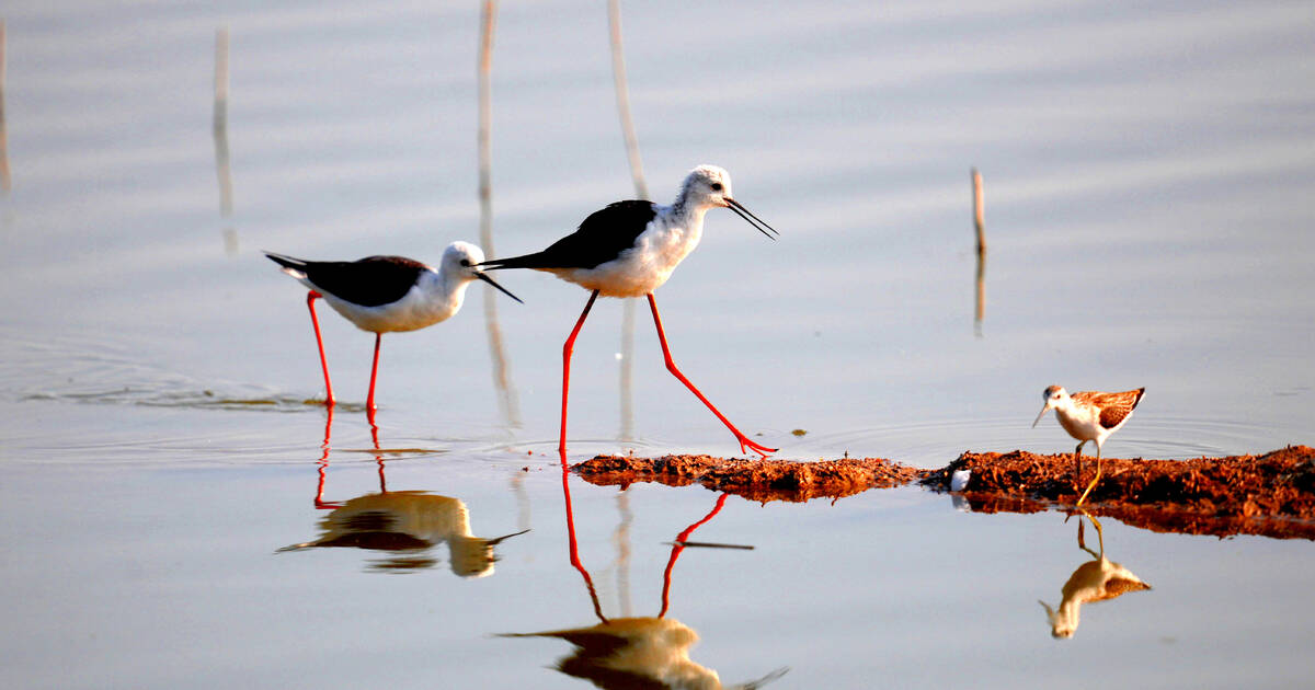 Migratory Bird Sanctuaries along the Coast of Yellow Sea-Bohai Gulf of China