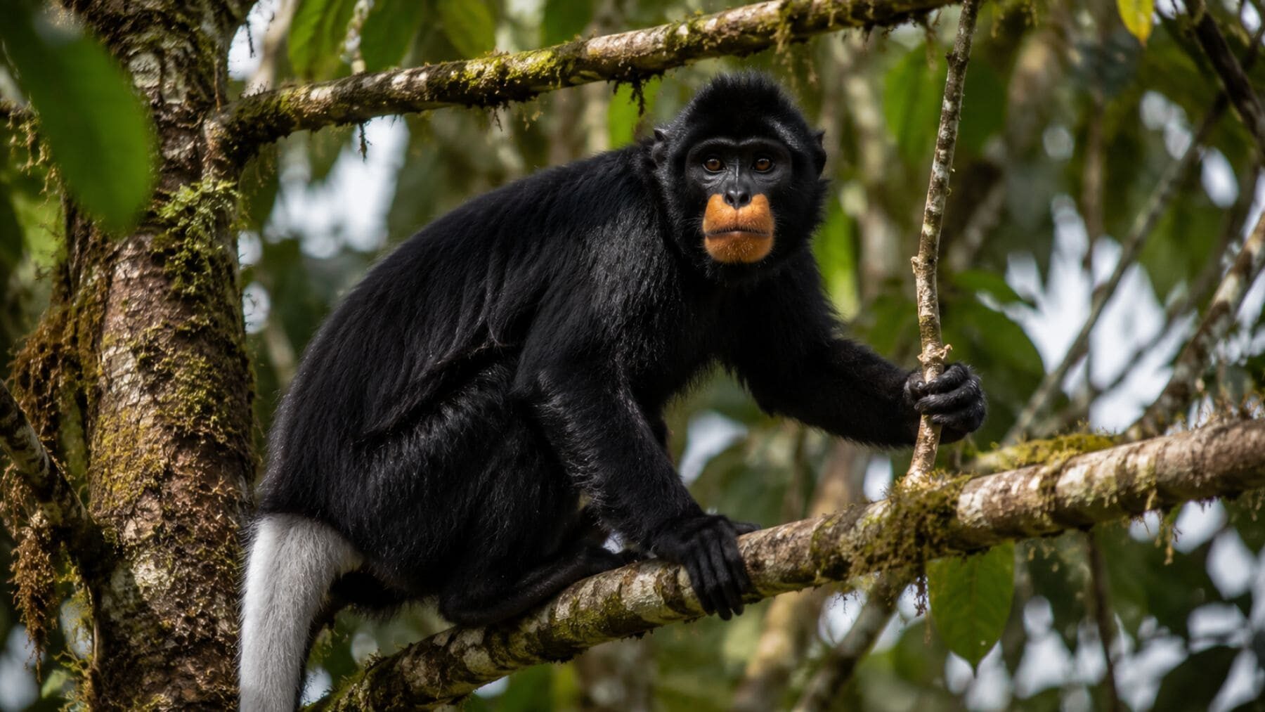 Descubren una nueva especie de mono de labios naranjas escondida en una selva del Congo y ya temen por su supervivencia