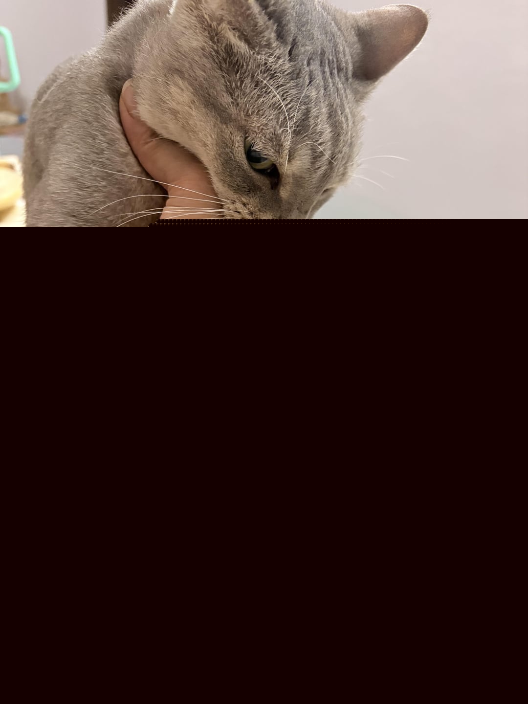 Cats - That's her on the left