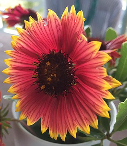 Chaos Gardening: A wild approach to planting flowers