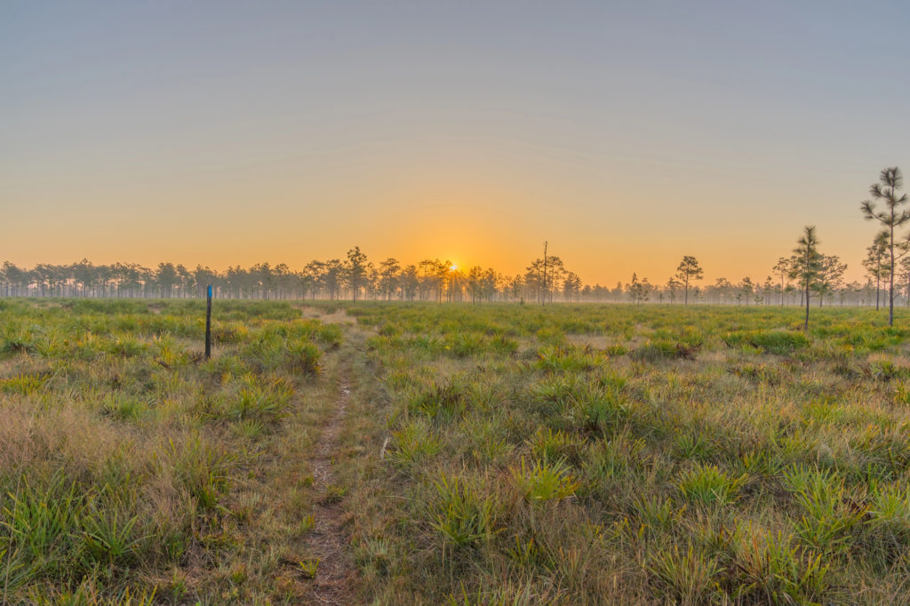 Florida Ag Commissioner Announces State Approval to Preserve Over 10000 Acres