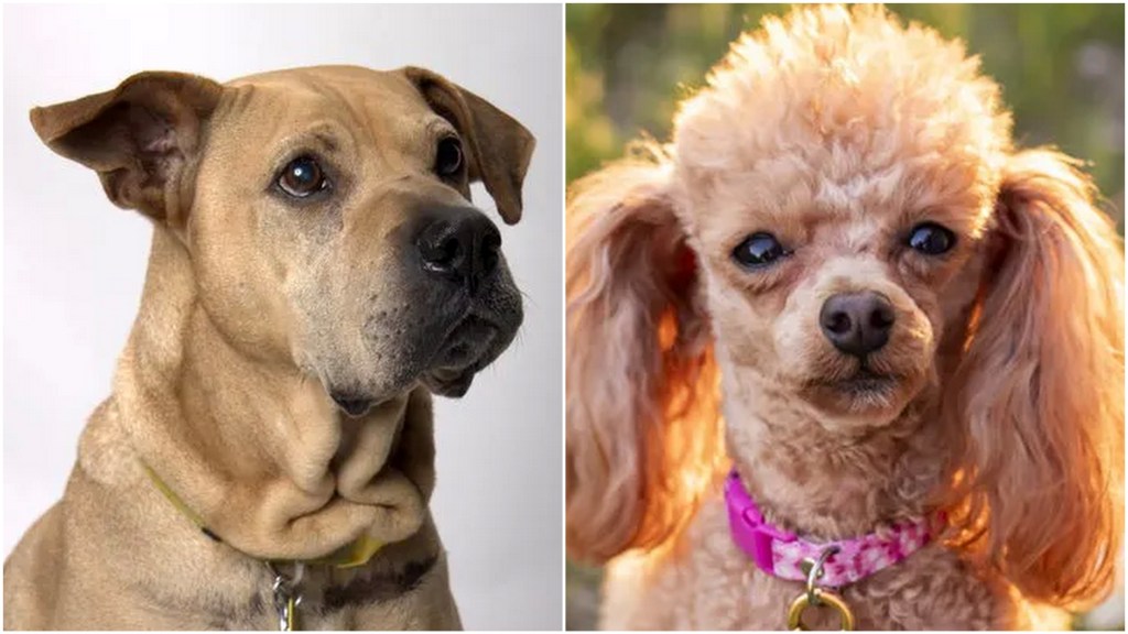Meet St. Paul Winter Carnival’s 2026 doggie royalty: King Bruno and Queen Pumpkin