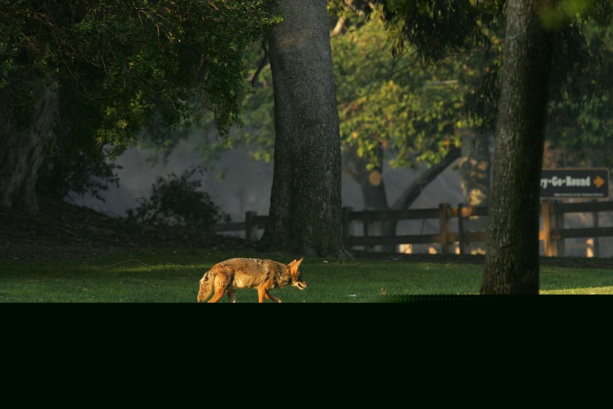 Urgent Warning After Wild Animal Likely Kills Pet In The Hudson Valley