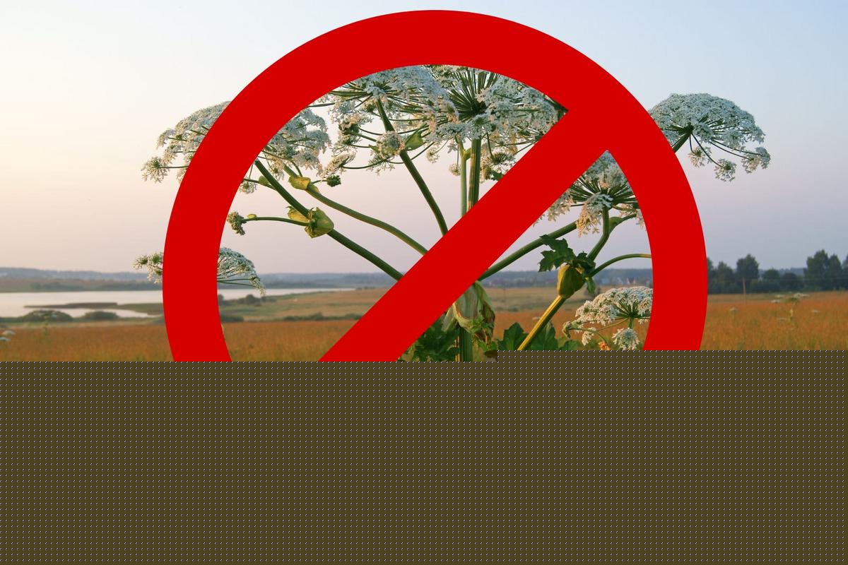 DEC Warns New Yorkers: Don't Touch This Dangerous Plant