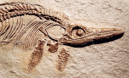 12-Million-Year-Old Porpoise Fossil Discovered In Peru Reveals Secrets Of Prehistoric Oceans