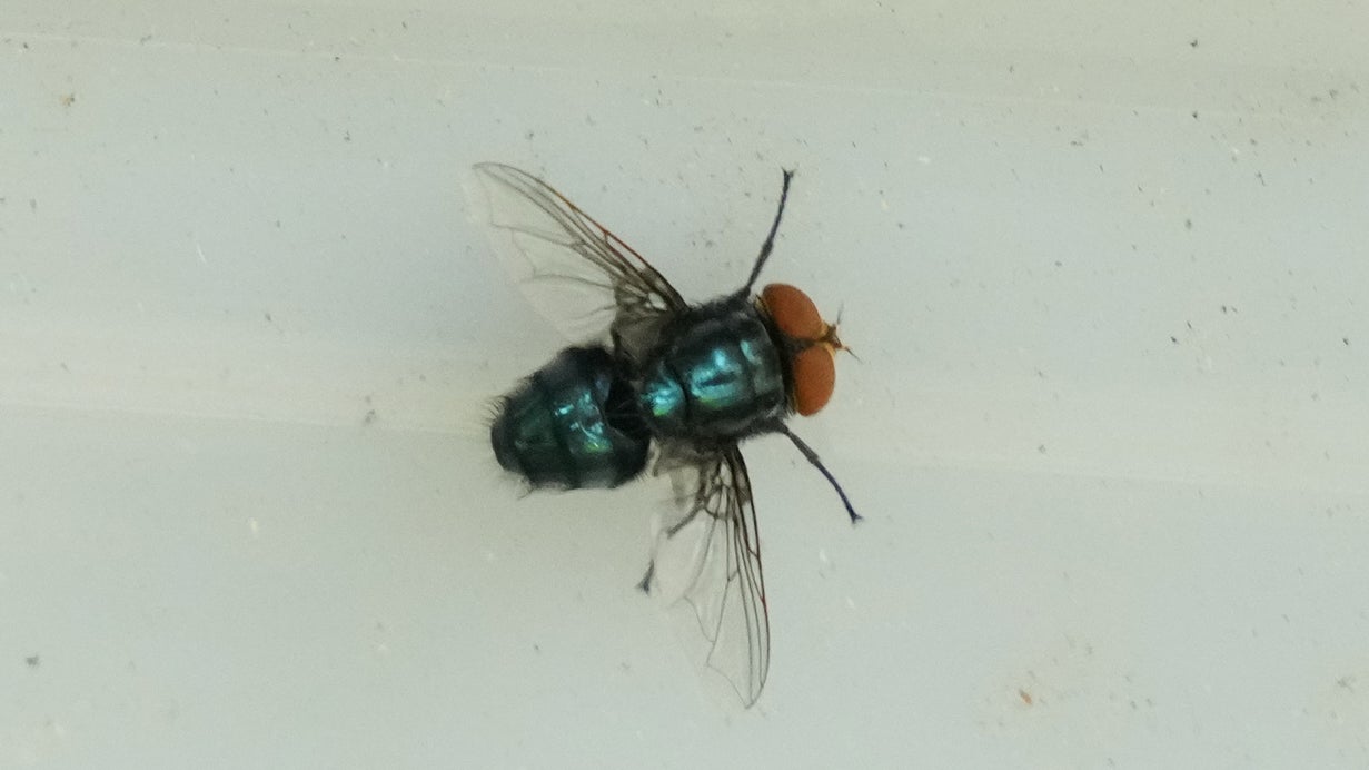 Pennsylvania takes aggressive stance to prevent flesh-eating New World screwworm fly from coming into the state